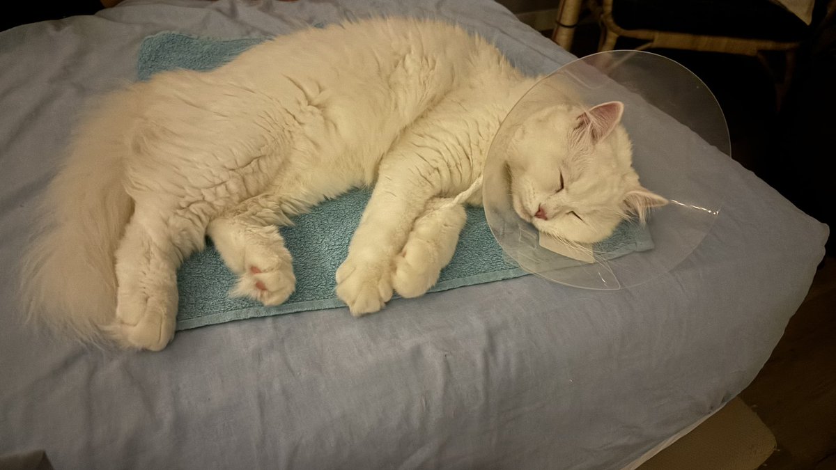 bestiasagit's tweet image. ASTA.⠀ reminder i have commissions open if anyone wants to help me out &amp;lt;3. my cat got very sick &amp;amp; his meds are quite expensive. i was also in a car crash (trucker fell asleep, multiple cars involved) a couple days ago &amp;amp; i have to pay for meds &amp;amp; insurance 😔.