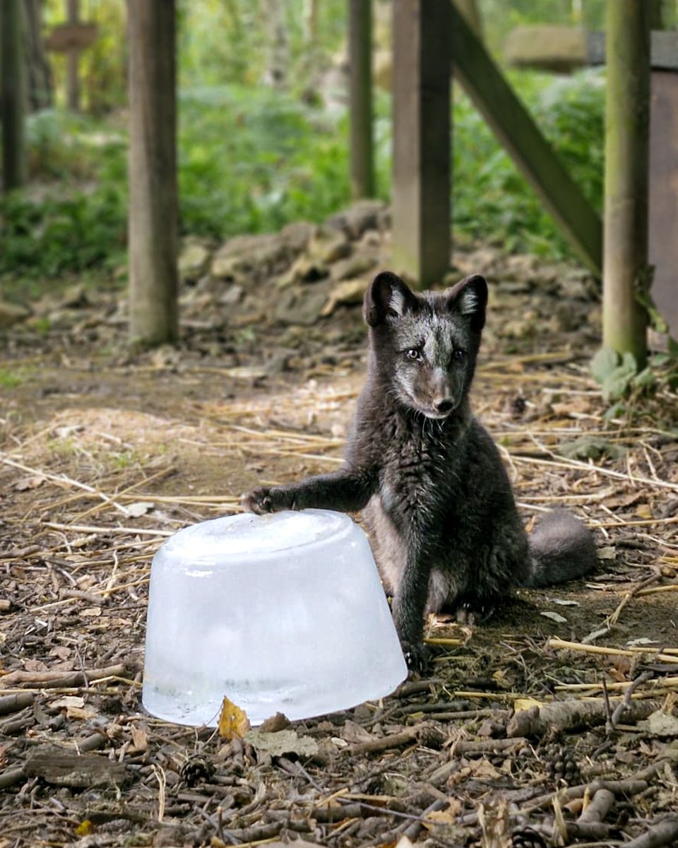 Arctic fox cub — Stock Photo © Roxana #457609006, image size:960x1200