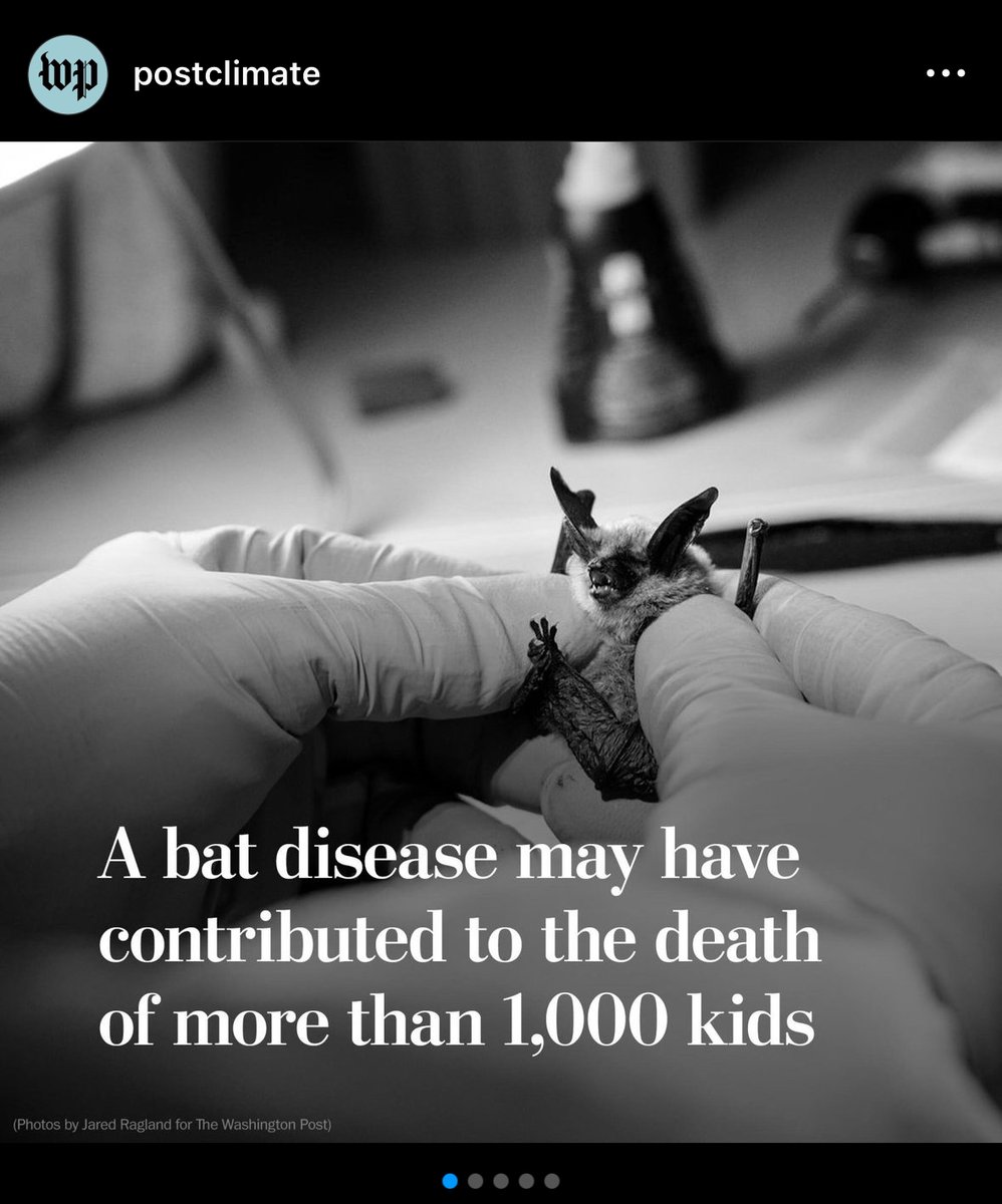 derekjdodge's tweet photo. @dino_grandoni great article about the study linking bat deaths with pesticide use and infant mortality! Unfortunately, WaPo has attached an entirely misleading headline to your story. Thought you should know! https://t.co/5tbjaLROyv