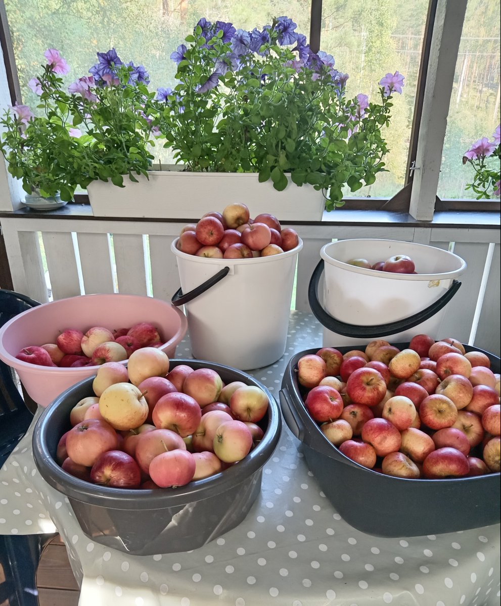 Ystävät ovat kyllä parasta, en omista yhtään omenapuuta, mutta omenoita riittää.. mehua, hilloa, piirakkaa ja omenachatney, perikuntakin saa herkutella koko talven. Ystävä neuvoi myös aivan mahtavan puolukkapaikan. Iloista on elämä nyt.