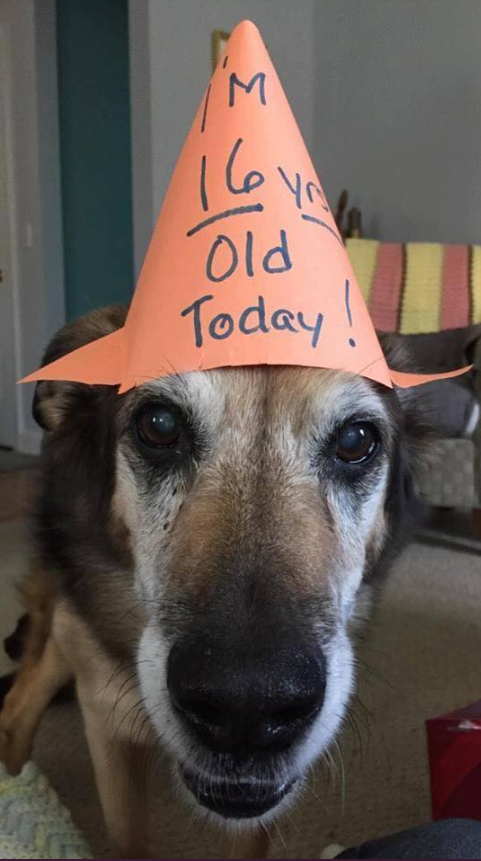Best in Dogs tweet media