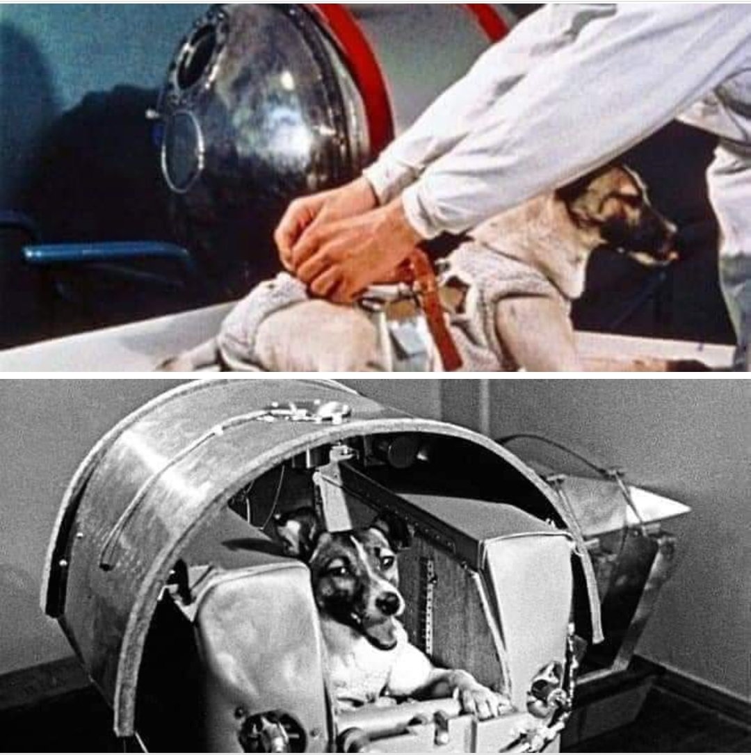 animaux_planete's tweet photo. Il y a 66 ans, le 3 Novembre 1957, Laika est devenu le premier animal à orbiter la Terre. Elle est morte dans l'espace ; seule, à l'agonie et terrifiée.

C ' était une errante qui a été arrachée dans les rues de Moscou, sélectionnée pour sa petite taille et son manteau lumineux (qui apparaîtrait bien sur film. )......

Elle est décédée cinq heures après avoir été poussée en orbite (bien que pendant plus de 40 ans, la vérité a été dissimulée et les fonctionnaires ont insisté pour qu'elle était vivante pendant des jours après le dé )......

Elle est morte à cause d'une surchauffe. Le satellite n'était pas suffisamment isolé des rayons du soleil, et elle a essentiellement cuisiné à mort.

Les Soviétiques ont admis qu'ils n'avaient jamais prévu qu'elle fasse un voyage de retour, et savaient qu'elle périrait dans l'expérience.

" Laika, le premier animal à être lancé en orbite, est mort d'une surchauffe et de panique dans le minuscule vaisseau spatial - tout seul et souffrant de graves douleurs."

Souvenez-vous de Laika, et des 115 millions d'autres animaux utilisés inutilement dans les expériences dans le monde entier chaque année 🙏🥺