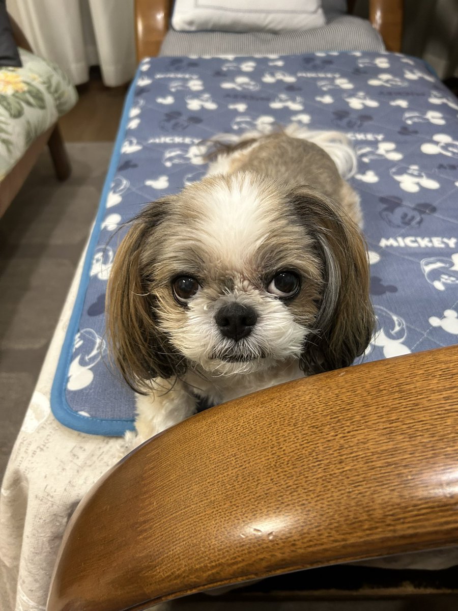 sk45th38's tweet photo. @inekaratukutta はじめまして🐶
誰もが怖気付くこの上目遣い、お納めください。 https://t.co/NgnLcO89Ij