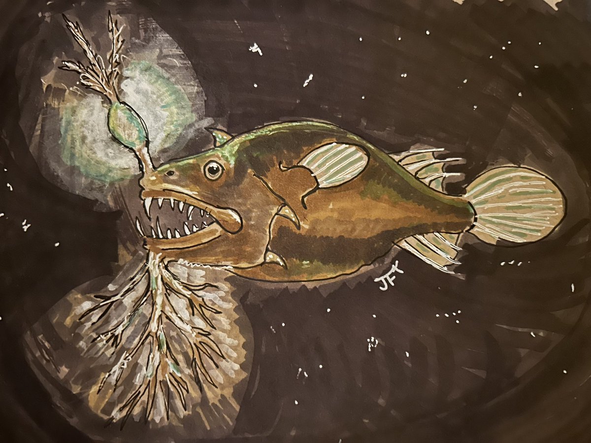 Linophryne arborifera (translates to “tree-bearing flax toad”) a bioluminescent anglerfish for #SundayFishSketch and the #illuminated  prompt for #SciArtSeptember