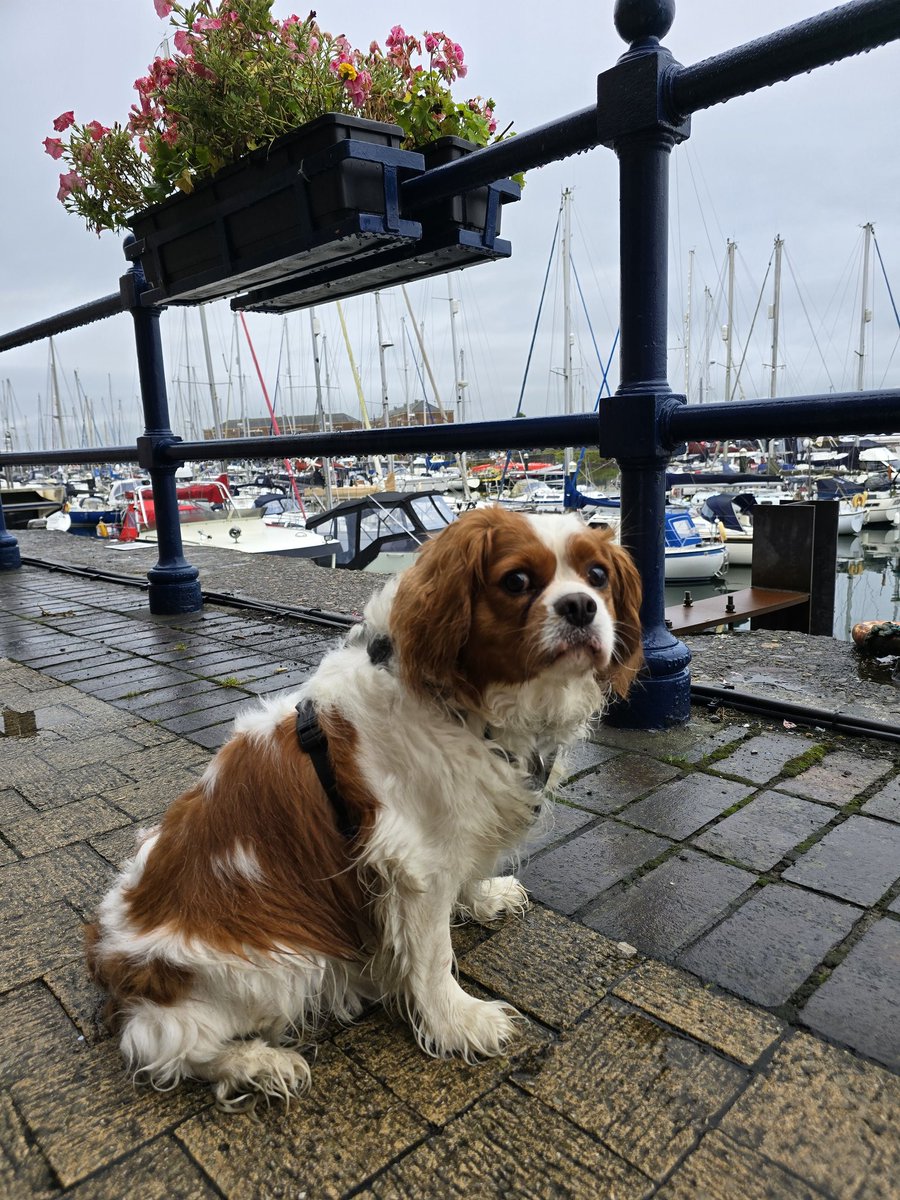 celtus's tweet image. Birthday holiday with my little dude Morse.  In Pembrokeshire, Wales.  Doggy ice cream went down a treat.  Also happy birthday to my birthday twins #JonathanTaylorThomas and @Pink 🥰🐾