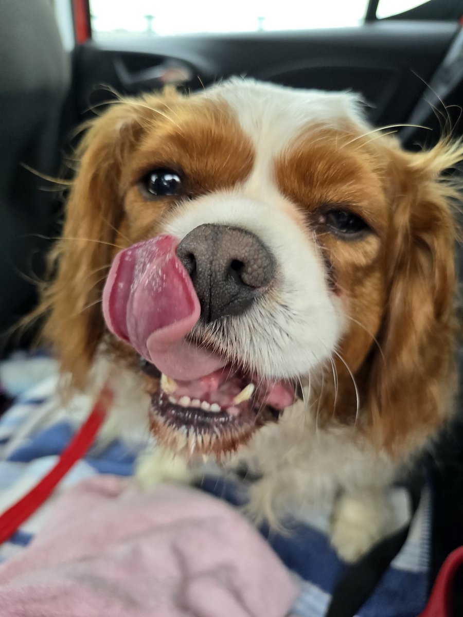 celtus's tweet image. Birthday holiday with my little dude Morse.  In Pembrokeshire, Wales.  Doggy ice cream went down a treat.  Also happy birthday to my birthday twins #JonathanTaylorThomas and @Pink 🥰🐾