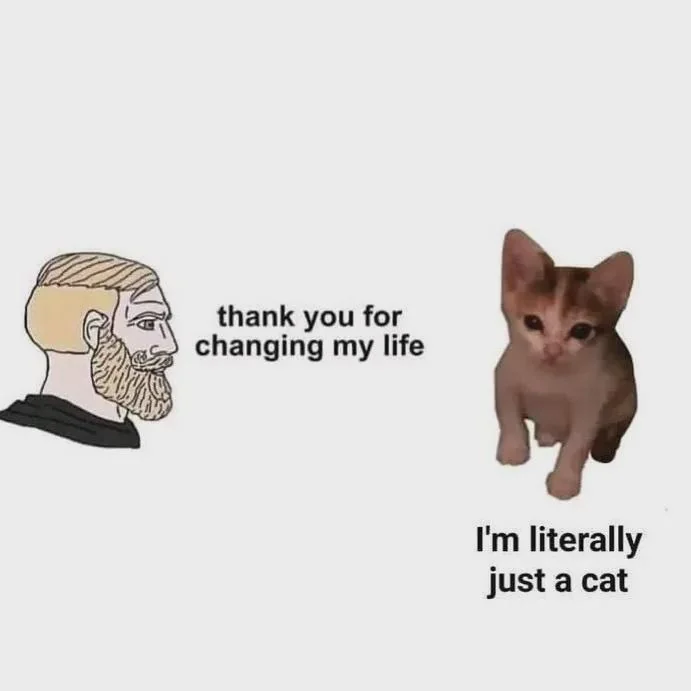 I'm literally just a cat... meow