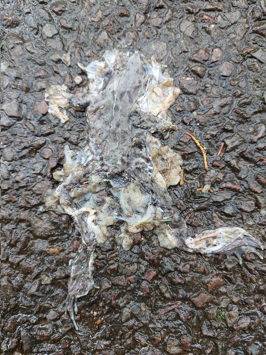 The damp autumnal weather has brought the frogs and toads out as they look for places to settle for winter. Took the kids out on patrol along our road last night and helped five of these cute froglets to safety but saw more dead than alive, such a shame