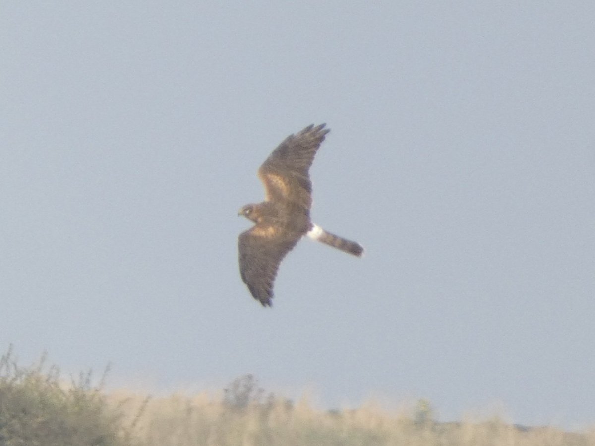Oscar Puls (@oscarpuls) on Twitter photo First day of Migfest did not disappoint with 4 lifers in the form of RB Shrike, RB Flycatcher, Bee Eater and Wryneck as well as Pallid Harrier and dozens of migrants. Great to see <a href="/Northern_Birder/">Cornelius Jones</a> <a href="/MCRbirder/">Sam Glennie</a> <a href="/GeorgieWightman/">Georgie W-S</a> <a href="/James_B___/">James</a> <a href="/DavidWalsh22/">David Walsh</a> and everyone else here! First day of Migfest did not disappoint with 4 lifers in the form of RB Shrike, RB Flycatcher, Bee Eater and Wryneck as well as Pallid Harrier and dozens of migrants. Great to see <a href="/Northern_Birder/">Cornelius Jones</a> <a href="/MCRbirder/">Sam Glennie</a> <a href="/GeorgieWightman/">Georgie W-S</a> <a href="/James_B___/">James</a> <a href="/DavidWalsh22/">David Walsh</a> and everyone else here!