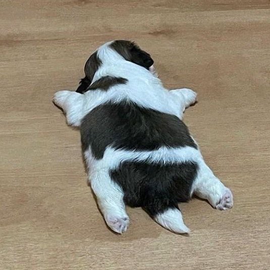 🫕 ⁺ อุมึ่ง ⌯ tweet media