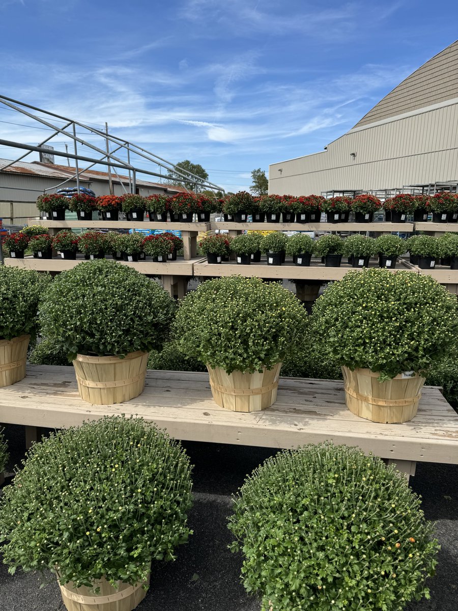 Mums galore at Ace Hardware! From mum gallons to mum bushels, we've got you covered. Spruce up your landscaping with our colorful ornamentals too. #AceHardwareofRome #MumSeason