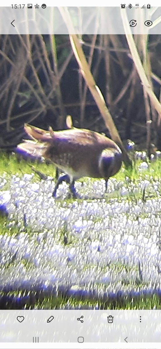 Mooi rondje #vogelskijken in <a href="/parklingezegen/">Park Lingezegen</a> #waterrijk_west met fraaie #zwarte_ibis en #porseleinhoen verder 4 #kleine_zilverreigers #watersnippen en #kemphaan <a href="/vogeltrekinfo/">Vogeltrekinfo</a>