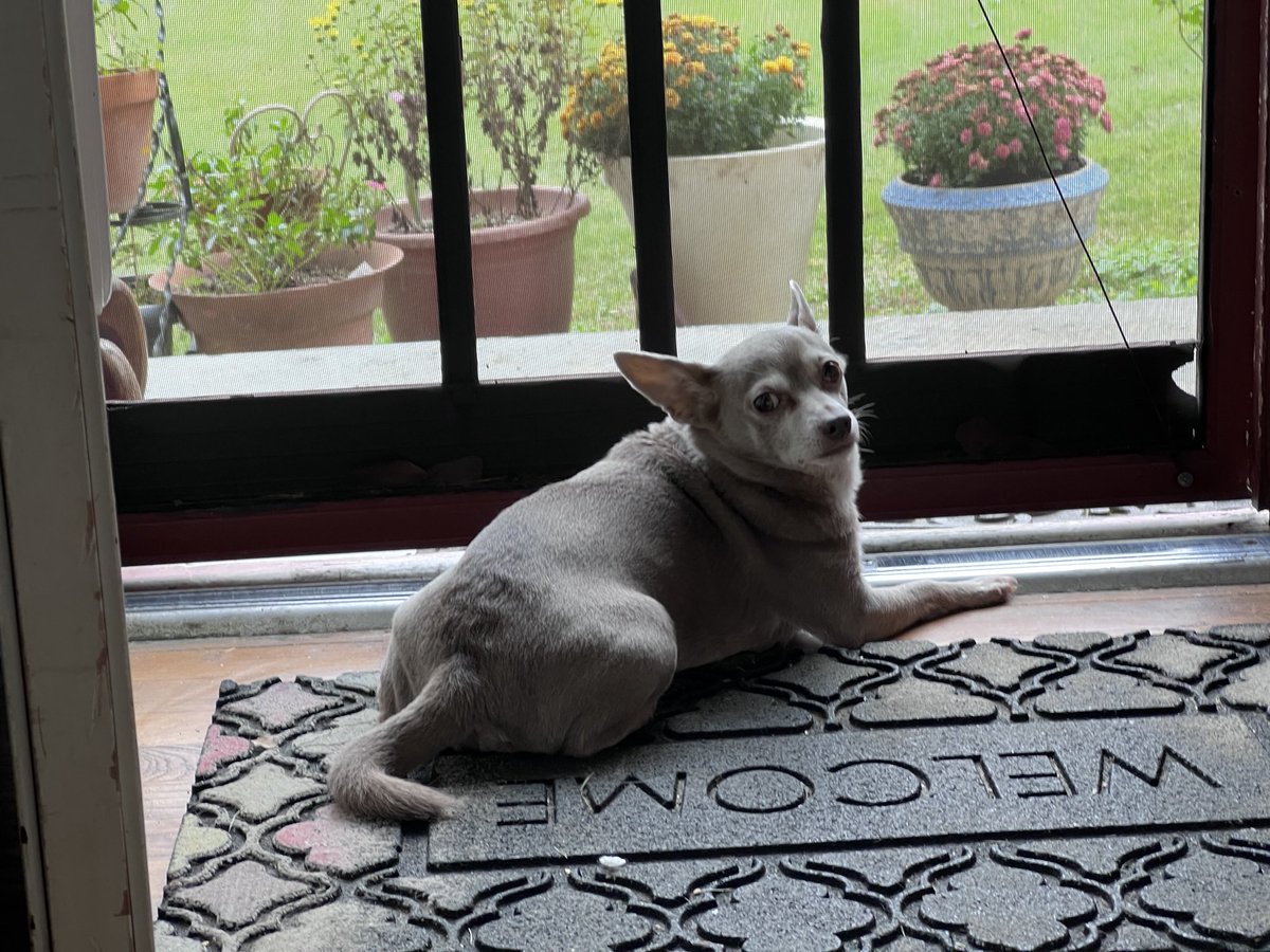 dstntgaze's tweet photo. I’m going to miss you so much, Mishka. it won’t be the same without you. You were my everything and I’m sorry you had to pass this way. You lived a long life, papi loves you so much. https://t.co/o1YEx940RD