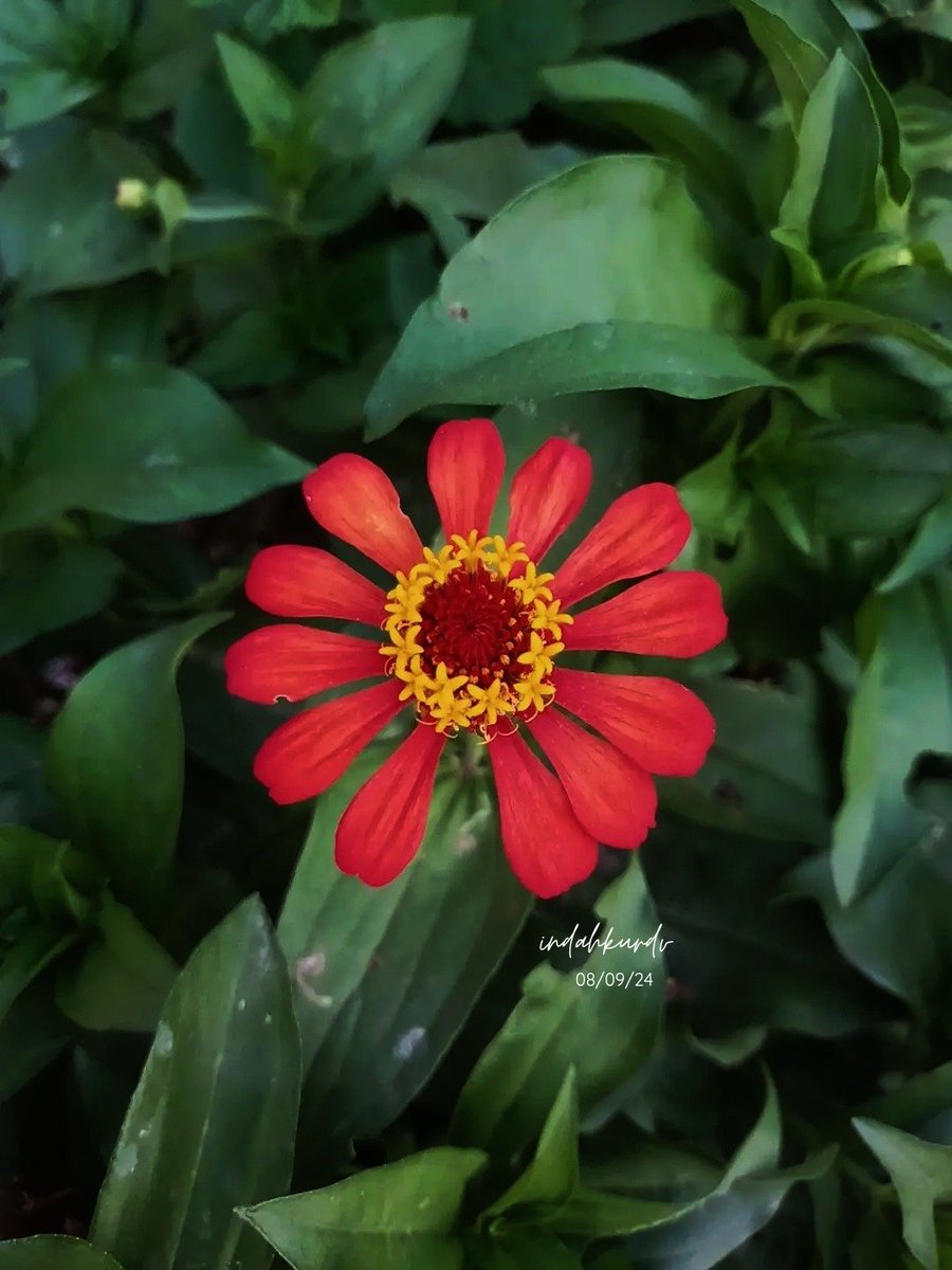 fairydv_'s tweet photo. ❁⚘𔓘bloem☘︎𖧷ೀ https://t.co/IEiWzR7qxn