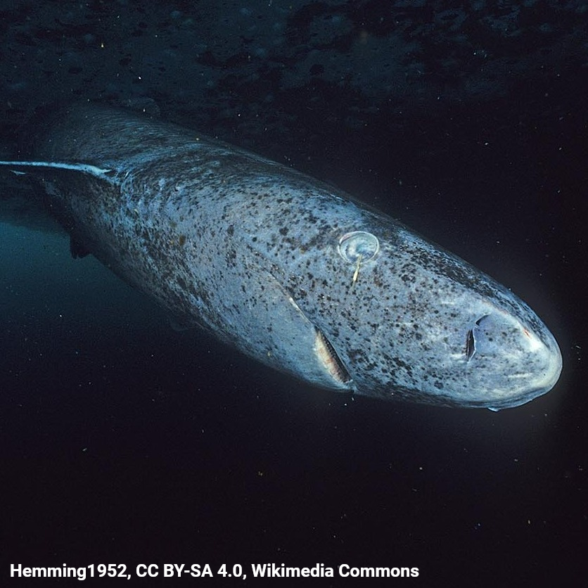 AMNH's tweet photo. What can survive for more than 250 years and may not reach sexual maturity until age 150? The Greenland shark. An antifreeze compound found in this Arctic species' skin keeps it from freezing in the frigid waters of the Arctic. https://t.co/GGbU9mx0F5