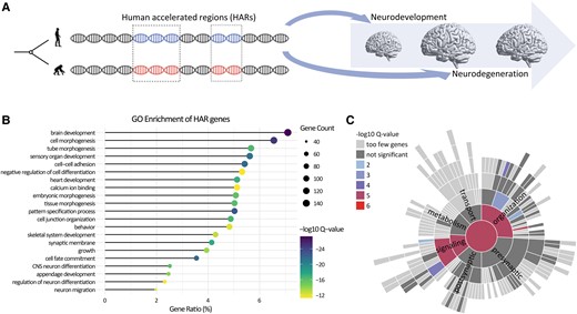 Evolutionary perspectives on mRNA signatures of neurodegeneration-related brain remodelling

New scientific commentary by Ting Shen &amp; Corey McMillan tinyurl.com/ynvd3nn8