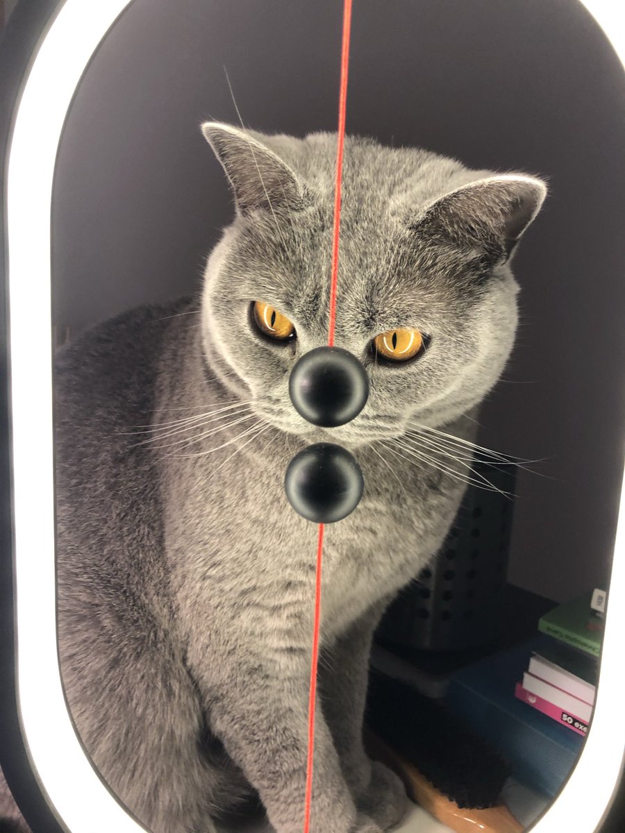 sacha_adamon's tweet image. My cat photographed by Stanley Kubrick (March 2022)