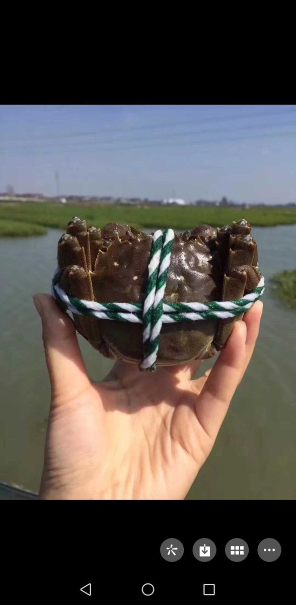 蟹的品质非常不错了，中秋节想尝鲜的，提前预订，欢迎各位老总打扰 https://t.co/hU3AKF5SpI