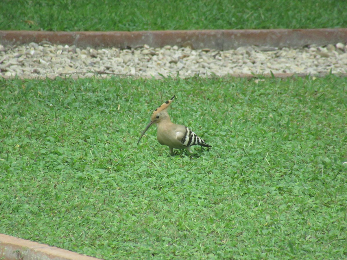 At @the_bsr, working on a talk about Procne &amp; Thereus, and this guy lands on the lawn by my window -- depending on the translation, Thereus was turned into one of these #birds.
#rome <a href="/uowclassics/">Classical Studies@University of Winchester</a> <a href="/rogueclassicist/">rogueclassicist ~ david meadows</a>