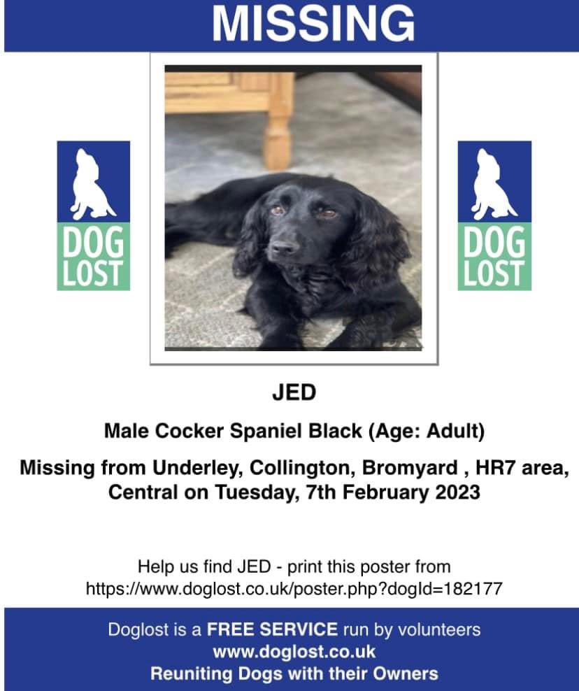 rosieDoc2's tweet photo. #StolenDogHour
ITS BEEN OVER A YR SINCE JED WENT MISSING 7/2/23 #underley #collington #bromyard #HR7
WAS HE FOUND AND PICKED UP BY SOME1 NOT THINKING HE HAD A FAMILY SEARCHING? Male/adult black #cockerspaniel
CHIPPED
“I hope wherever you are you are safe my boy”😔 https://t.co/QZ7zM4yZ0G