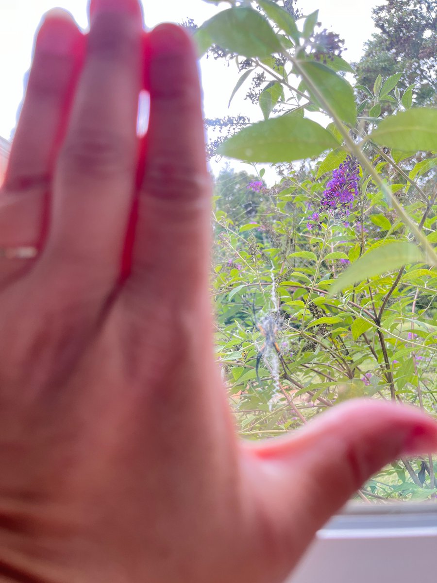 Beverly Owens, NBCT (@owensscience) on Twitter photo Holy Orbweaver Batman!
Yellow Garden Spider about 3 inches / 7 cm in length! 🕷️
<a href="/NorthCarolinaEE/">NorthCarolinaEE</a> @Bertonemyia
#SpiderSunday
<a href="/amays_bwfund/">Alfred M. Mays</a> #bwfcast #ExplorerMindset Holy Orbweaver Batman!
Yellow Garden Spider about 3 inches / 7 cm in length! 🕷️
<a href="/NorthCarolinaEE/">NorthCarolinaEE</a> @Bertonemyia
#SpiderSunday
<a href="/amays_bwfund/">Alfred M. Mays</a> #bwfcast #ExplorerMindset