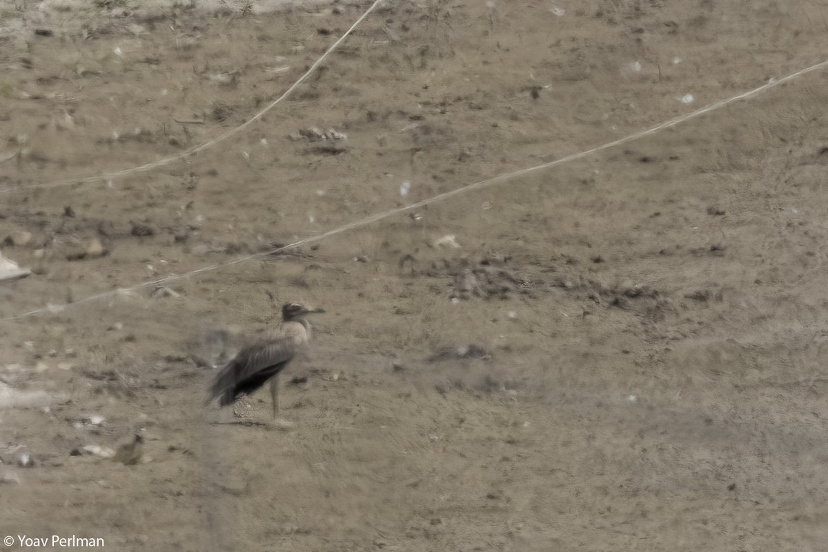 A day in the life - my Senegal thick-knee write up:
yoavperlman.com/2024/09/excell…