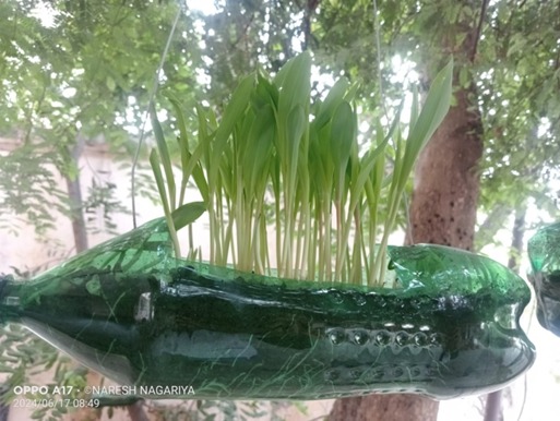 APEXSDG17's tweet photo. APEX SDG applauds the School of Nursing, Palanpur, Banaskantha for their impactful "Tree Plantation &amp; Bottle Hanging Plant" activity! Empowering a greener future through sustainable practices. Let's plant trees &amp; breathe easy for a healthier planet! 🌍💚 #UNSDGs #Sustainability https://t.co/UPQhjwYUgQ
