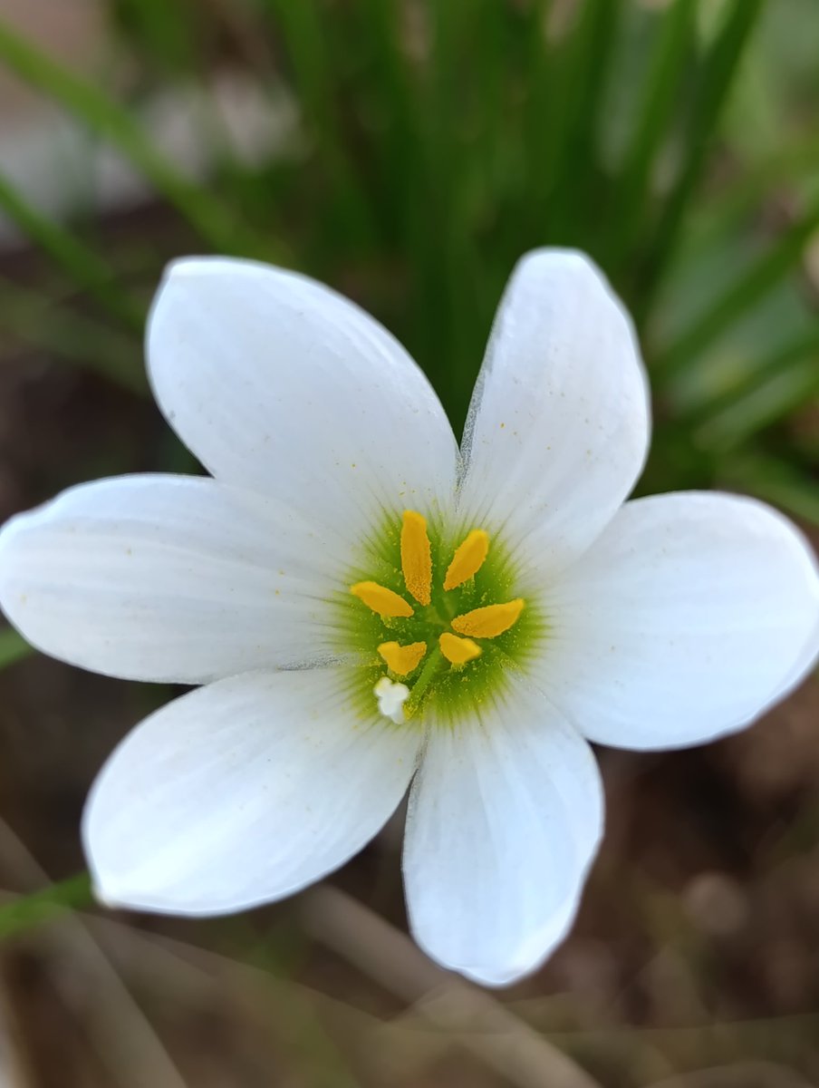 attiaabc's tweet photo. Live simply, bloom wildly.

#Flowers #LingOrm #fypシviral https://t.co/tTwxyPU6AB