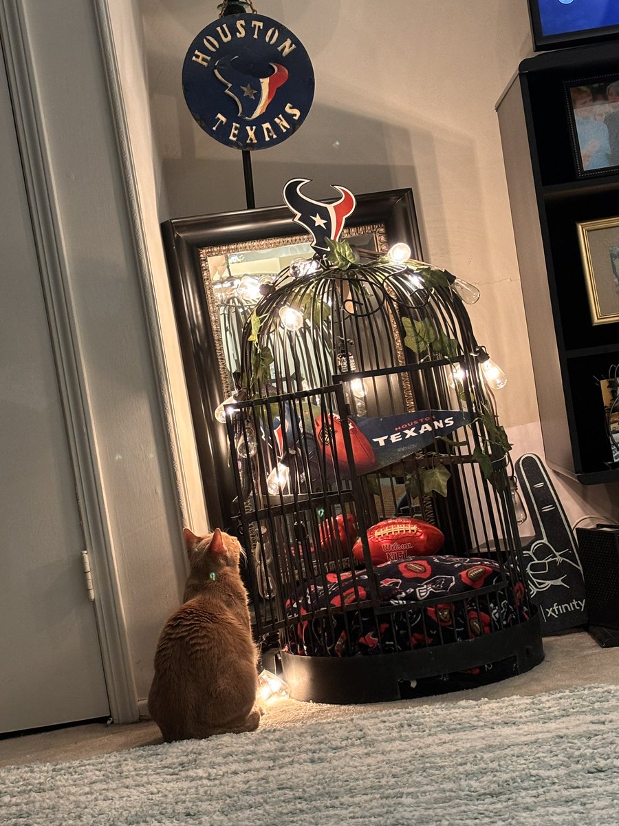 Toby admiring his Texans-style birdcage cat bed. #WeAreTexans