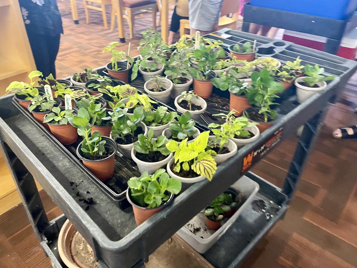 WHS eagerly awaits the Classes of 2025-2028 as school begins tomorrow. Teachers and other staff spent Monday and Tuesday getting things ship-shape, and were treated to ice cream from the administrative team and house plants from substitute teacher and green thumb Mary Richmond.