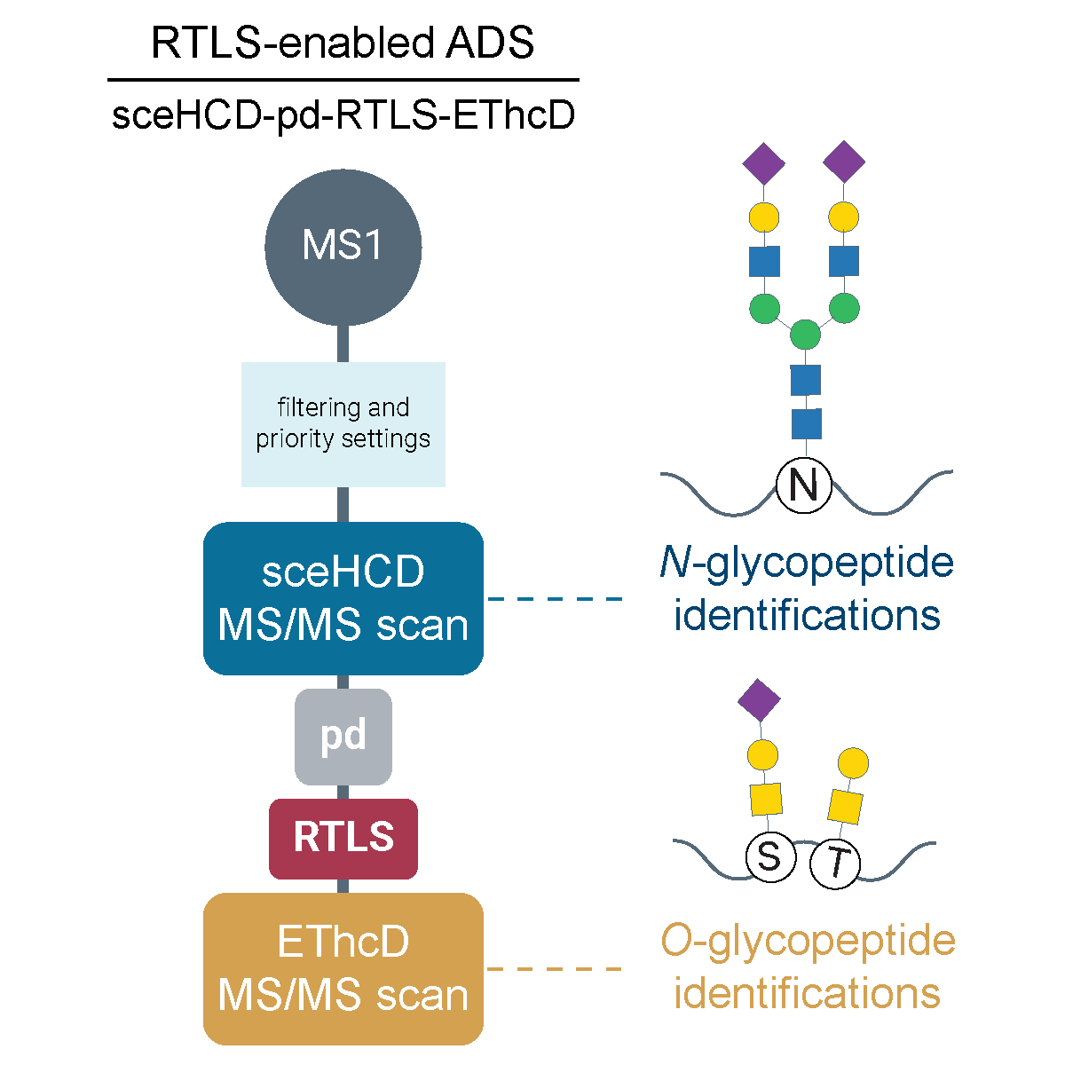 Nick Riley (@riley_nm1) on Twitter photo We have a new preprint showcasing work led by <a href="/EmmajayS14/">Emmajay</a> and <a href="/VethTim/">TVeth</a> that uses a real-time library search to classify precursor ions as potential N- or O-glycopeptides for on-the-fly decisions abt fragmentation. We call this approach Autonomous Dissociation-type Selection (ADS) We have a new preprint showcasing work led by <a href="/EmmajayS14/">Emmajay</a> and <a href="/VethTim/">TVeth</a> that uses a real-time library search to classify precursor ions as potential N- or O-glycopeptides for on-the-fly decisions abt fragmentation. We call this approach Autonomous Dissociation-type Selection (ADS)