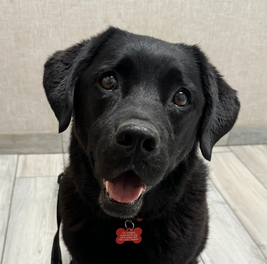 wclrr's tweet photo. Meet Sadie! She's a sweet six-year-old black Labrador Retriever with adorable brown eyes and stunning red highlights in her fur that shimmer in the sunlight. Sadie came to WCLRR when her family discovered they were allergic to her. https://t.co/NhGdsWKuVp