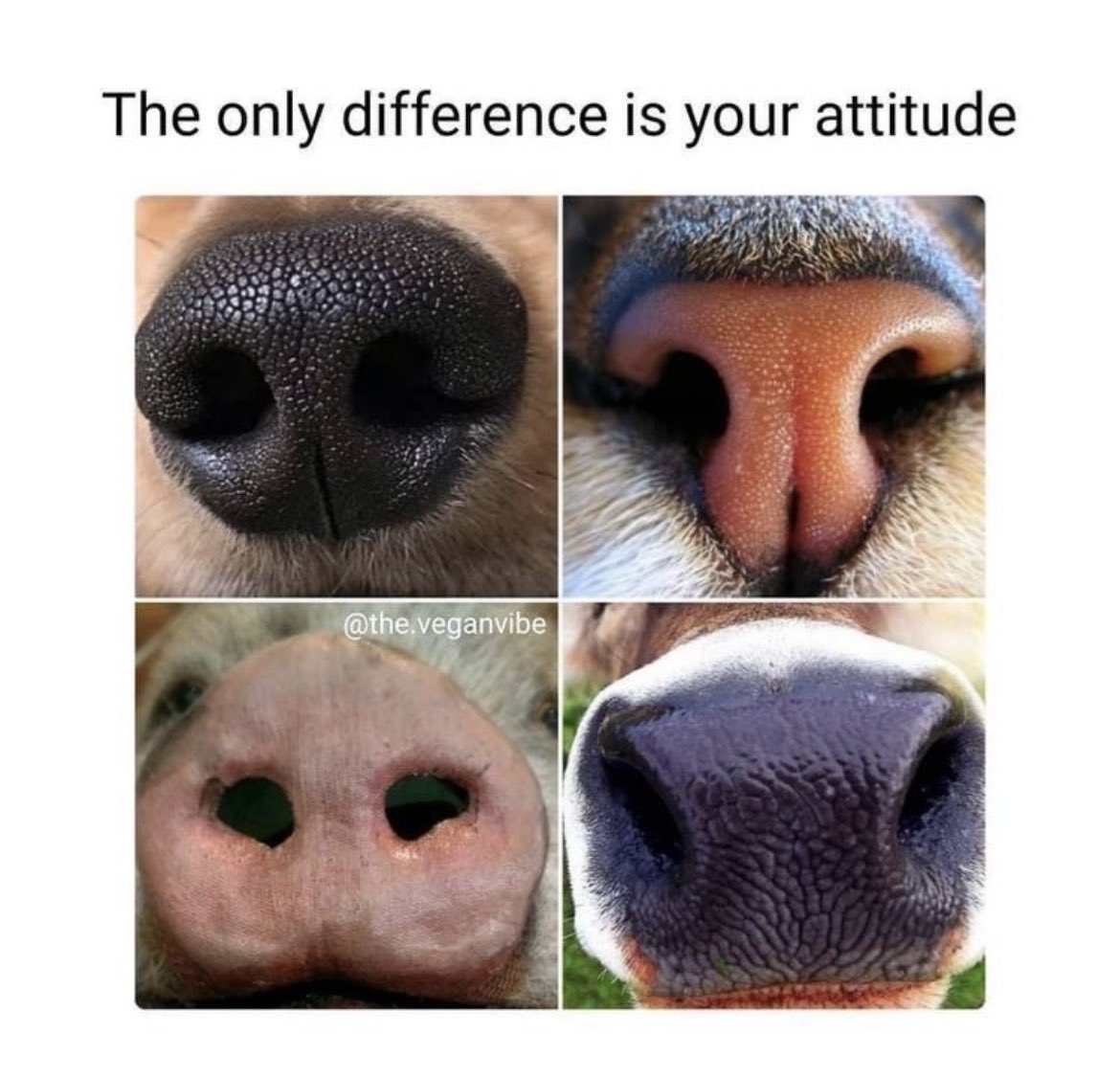 out of context vegan tweet media