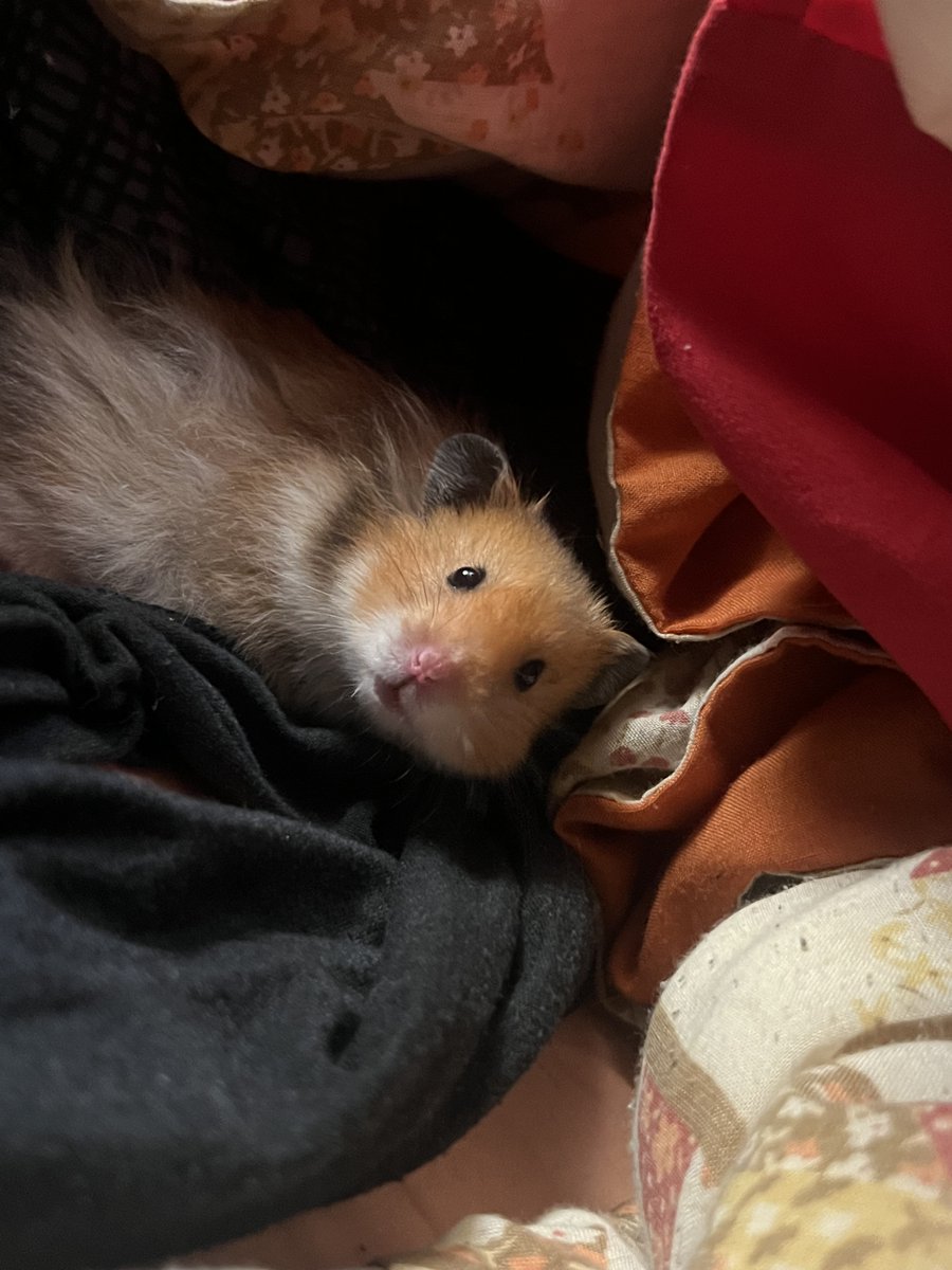 LakotaDarling's tweet photo. thanks  @Thomas_Astruc …  i  ended  up  getting  him  Dec  2023 But I did name him Rohid. And he’s honestly adorable and my best friend. 🥰😍   and  everyone  loves  his name.  The  best  part  is  telling  ppl  where I  got  the  name  from. https://t.co/t3M0btOXW6