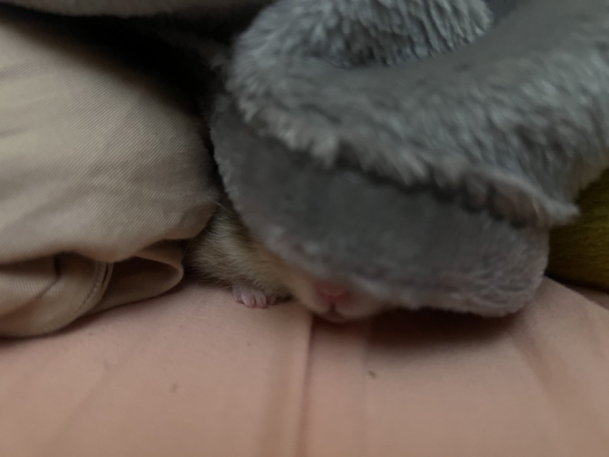 LakotaDarling's tweet photo. thanks  @Thomas_Astruc …  i  ended  up  getting  him  Dec  2023 But I did name him Rohid. And he’s honestly adorable and my best friend. 🥰😍   and  everyone  loves  his name.  The  best  part  is  telling  ppl  where I  got  the  name  from. https://t.co/t3M0btOXW6