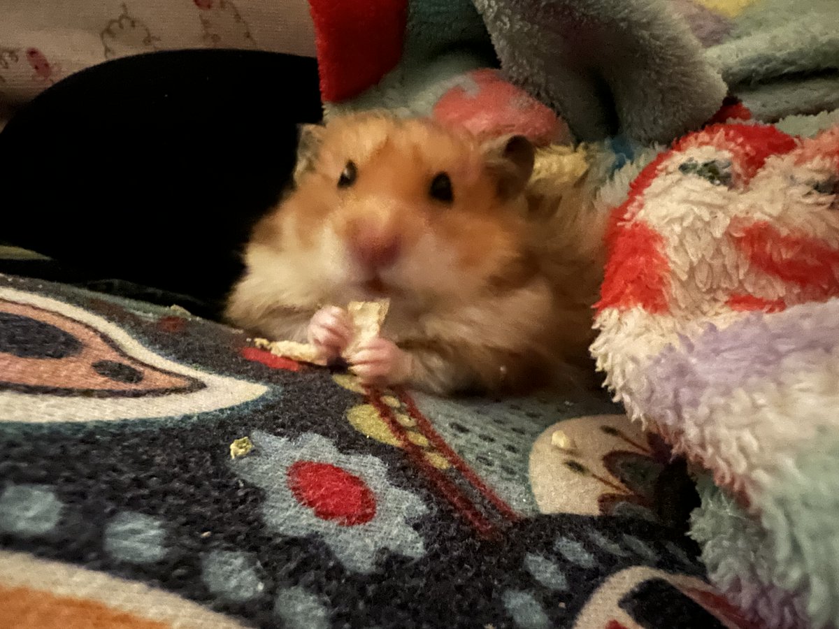 LakotaDarling's tweet photo. thanks  @Thomas_Astruc …  i  ended  up  getting  him  Dec  2023 But I did name him Rohid. And he’s honestly adorable and my best friend. 🥰😍   and  everyone  loves  his name.  The  best  part  is  telling  ppl  where I  got  the  name  from. https://t.co/t3M0btOXW6