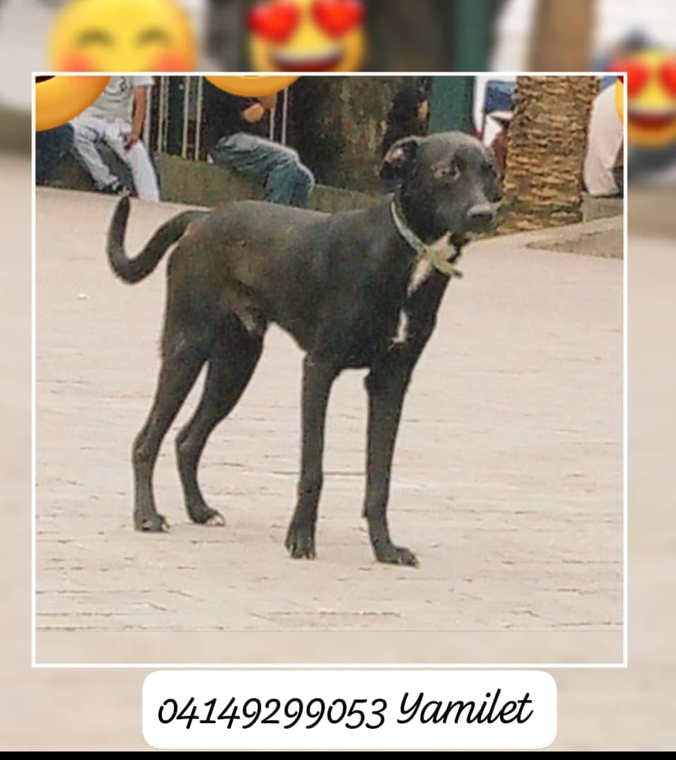 Perrito en adopción, La Candelaria, tiene 1 añito 04149299053, caso de terceros en Caracas