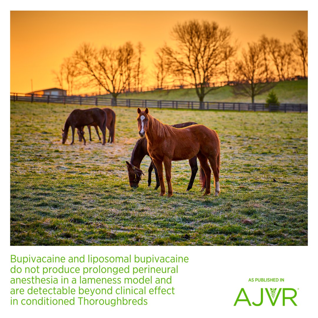AJVROA's tweet photo. A single, high-dose injection of liposomal #bupivacaine was not effective for providing perineural analgesia over several days in conditioned Thoroughbred horses. 🐎 Open access article: https://t.co/YNl7YKZsyb @ufvetmed @theacvs #lameness #pharmacokinetics #liposomes https://t.co/P4aNLCuEot