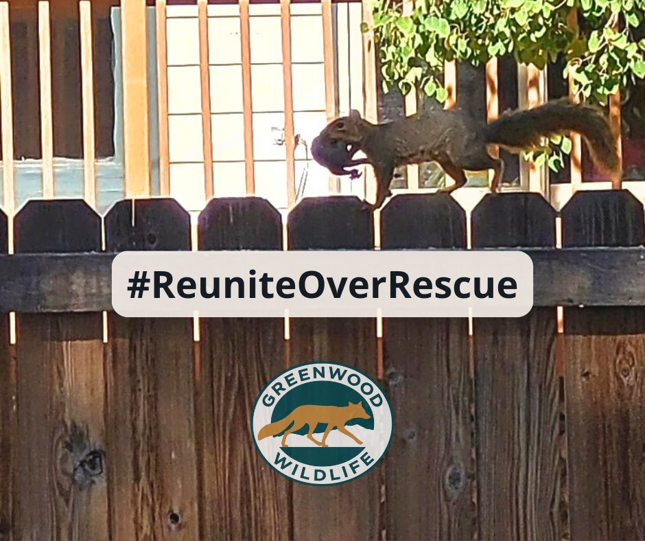 Greenwood_CO's tweet photo. Fox Squirrels can have babies twice a year. in early spring and late summer. If you find potentially orphaned squirrels, call our team for info on the reunite process and remember, never feed young wildlife!

#GreenwoodWildlife #ReuniteOverRescue #FoxSquirrels https://t.co/hV08EZYvfc