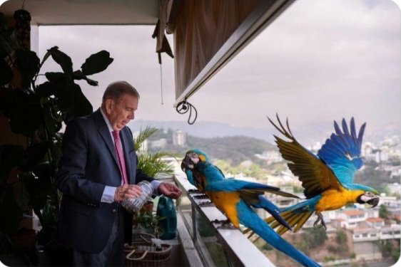 SonPolemicas's tweet photo. El Presidente electo y Constitucional de Venezuela, Nicolas Maduro, ya designó a los Ministros para el inicio de su periodo 2025-2031.
El presidente de "Narniazuela", Edmundo González, está designando a las guacamayas como ministras de su gobierno imaginario. https://t.co/eSOXhvwP2F
