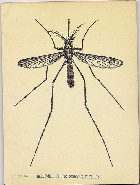 "Mosquito don't buzz when it's drinking your blood."
richardparkin.co.uk/maxims-proverb…