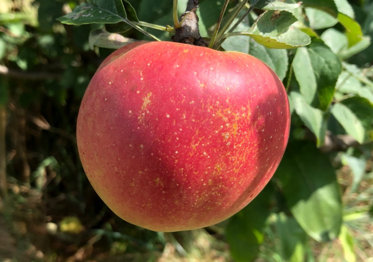 Earth First Farms tweet media