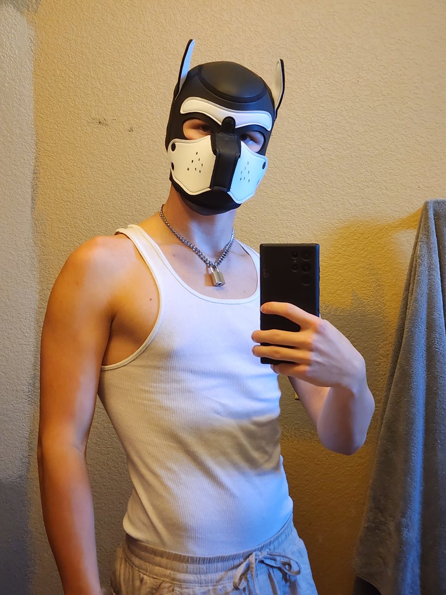 PupDova's tweet photo. New collar who dis? https://t.co/X1Za2q67q7