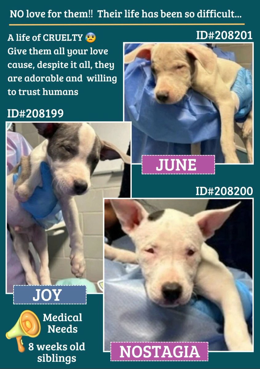 🆘️ Urgent Medicals🆘️ #NYCACC Siblings 8wks Old 💔 All have Parvo 
JOY 208199
JUNE 208201
NOSTAGIA 208200
They need Urgent vet Care please #Pledge if you can help 🙏 Rt Share #FostersSaveLives 
#Savethepuppies #puppylove