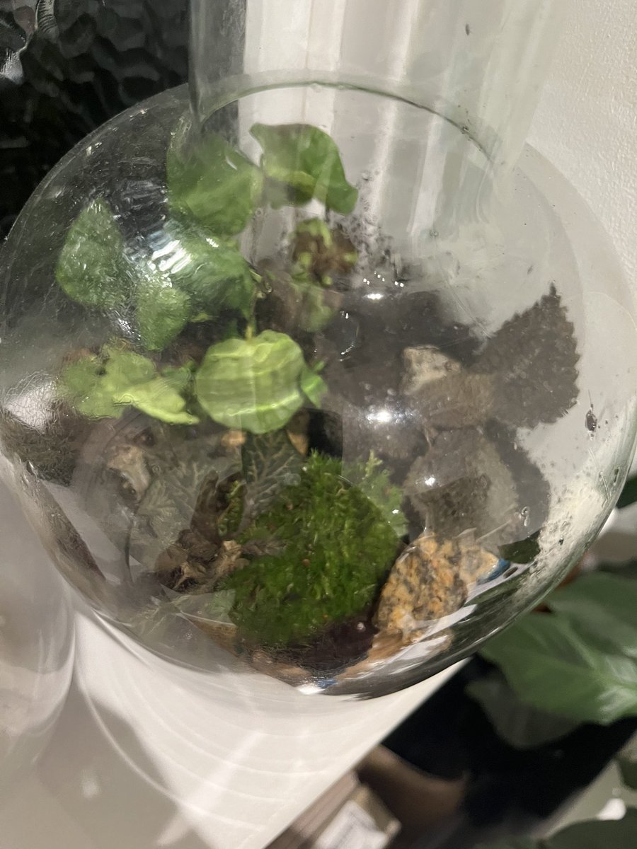 camaynard9's tweet photo. @LidlGB I bought this terrarium less than a week ago from your plough lane store and it is almost all dead despite me following the instructions perfectly. Can someone explain why it has all died please? https://t.co/pa2Pzp00M6