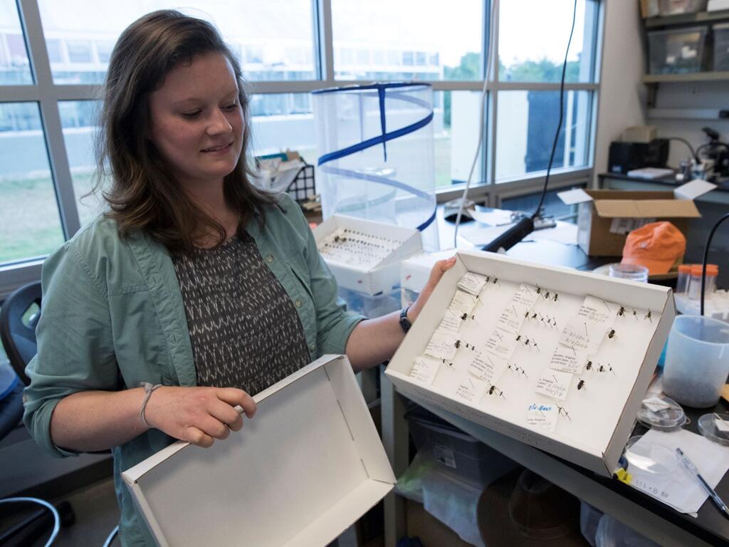 Dr. Kate LeCroy, assistant professor of biology, is on a quest to “save the bees” with the help of a $100,000 grant from USDA National Institute of Food and Agriculture.
Read More: rhodesedge.org/3WZ8j1v

#savethebees #stem #sciencemajor #aplacelikenoother #NIFAImpacts
@‌usdagov