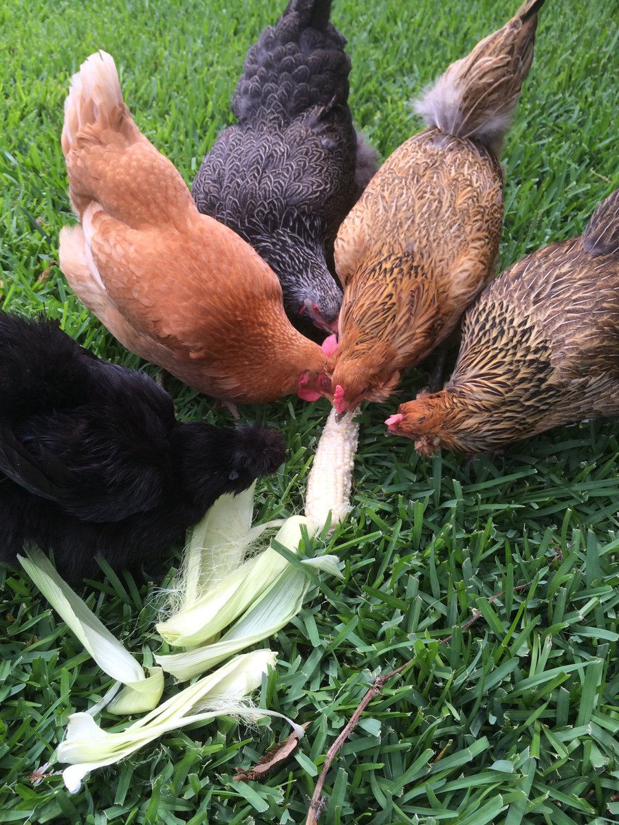 Timid Hen tweet media