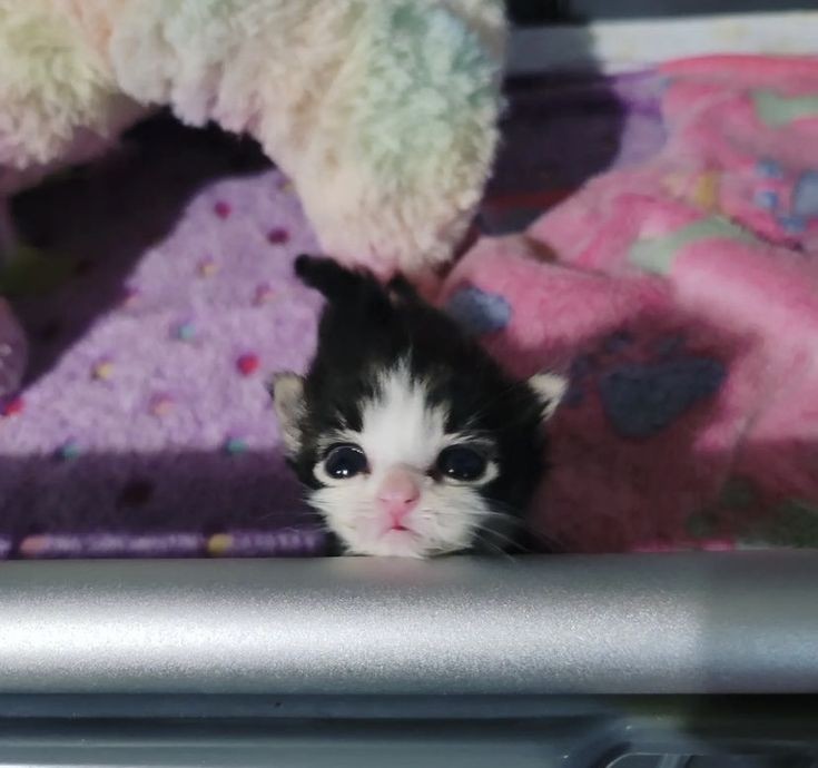 Catsillyness's tweet photo. Little baby https://t.co/mq7E5GjsTc