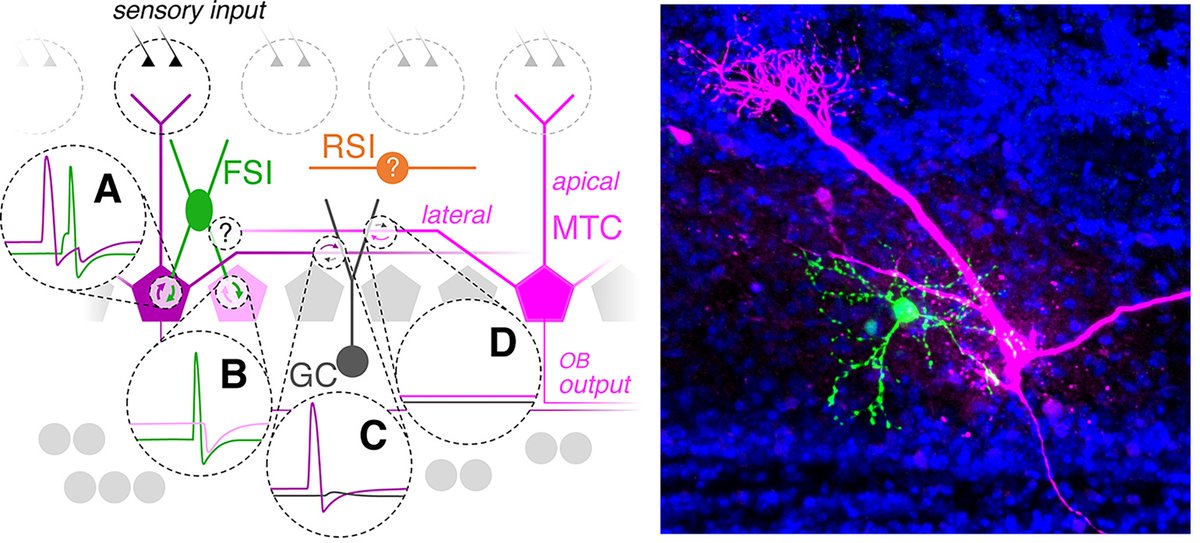 PLOSBiology's tweet image. Inhibitory circuits in the #OlfactoryBulb shape info on its way from peripheral receptors to the cortex downstream. @NNUrban &amp;amp;co show that fast-spiking #interneurons perisomatically inhibit projection #neurons in the OB via synaptic detonation #PLOSBiology plos.io/4cFxDiV