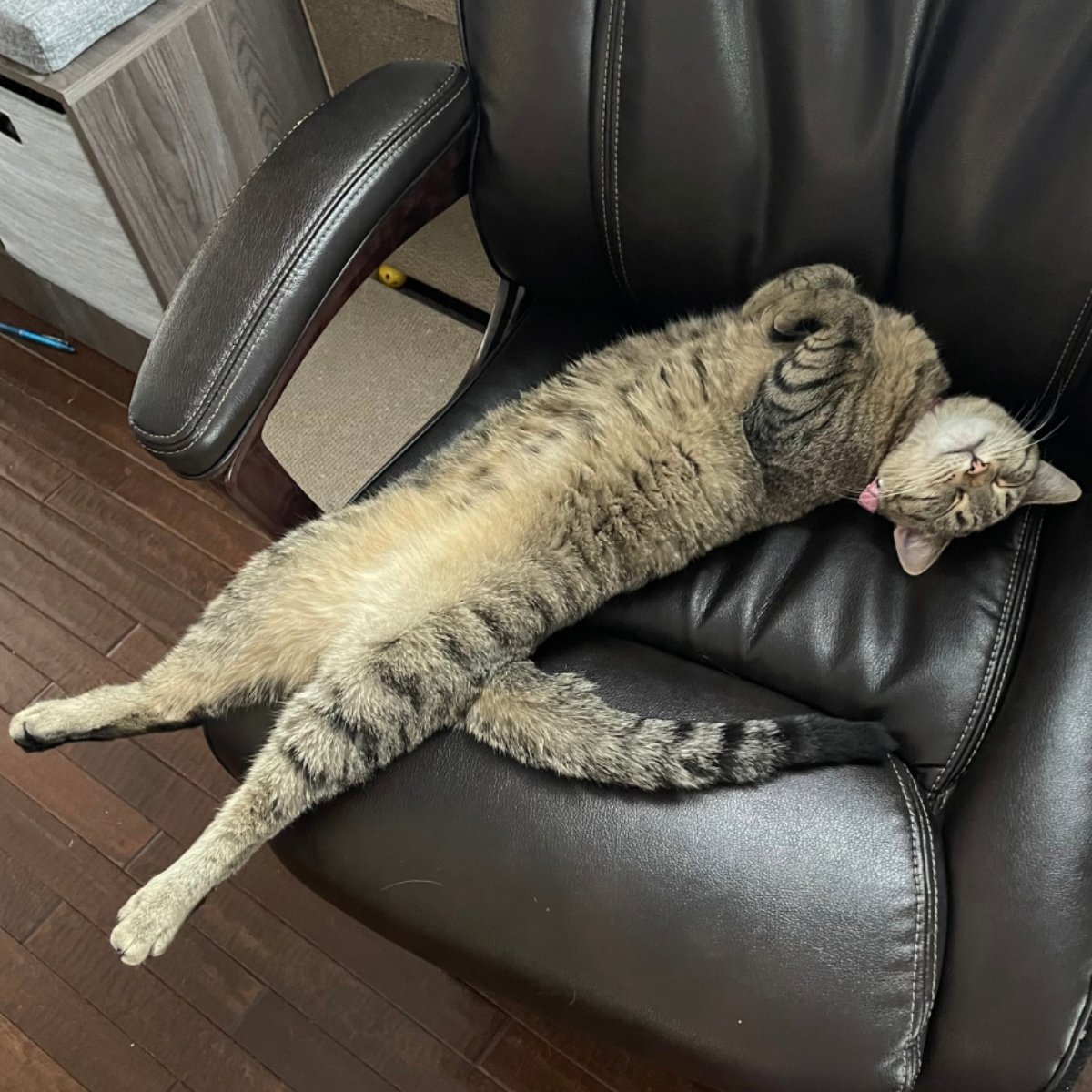 ModernCatMag's tweet photo. Emmalina is the most purrfect little office assistant! 😹😻🐾
📷️: Emmalina and her humans, Gloria and Billy!
#moderncat #cats #cutecat #tummytuesday #kitty #kittycat #cattummy #catsrule #cat #happycat #bigstretch #meow #tabbycat #tabby #sohelpful #helpfulkitty https://t.co/PBQg610Y0T